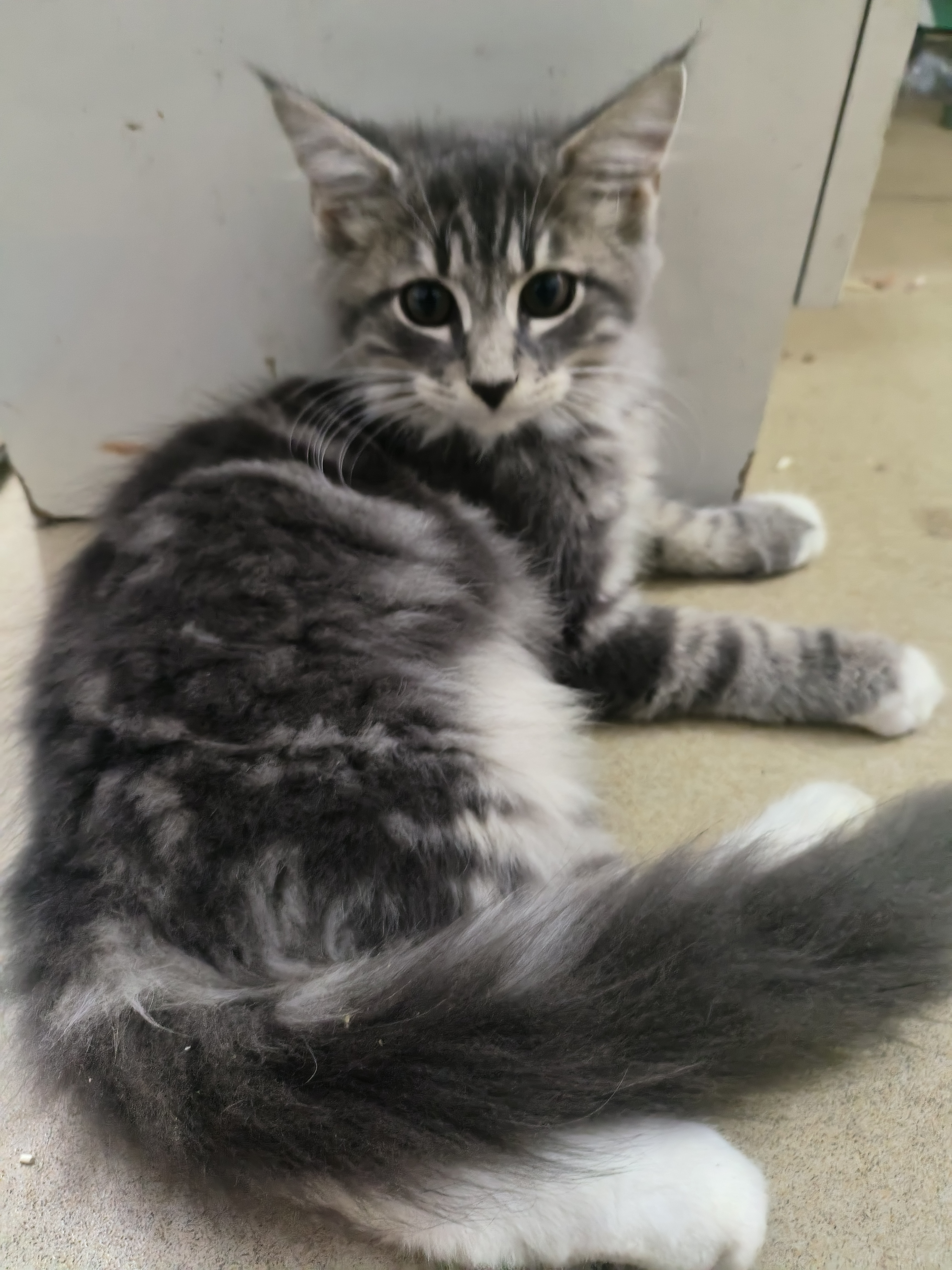 缅因杂交狮子猫，异瞳，大脚